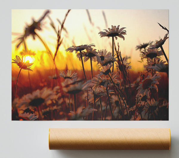 Daisies At Sunset Giclee Print