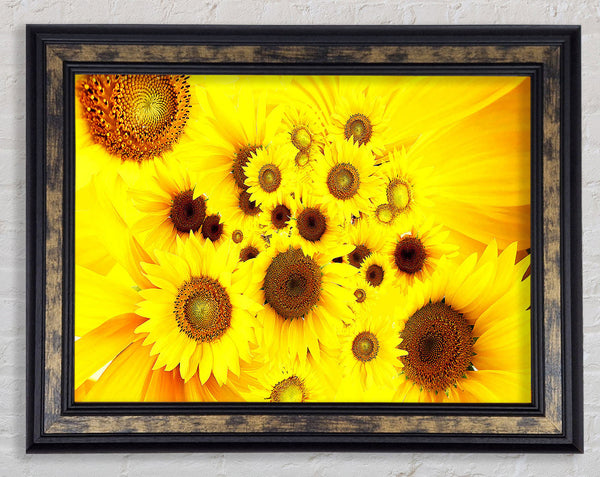 Sunflowers Galore Framed Print