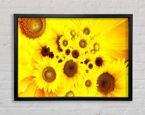Sonnenblumen in Hülle und Fülle