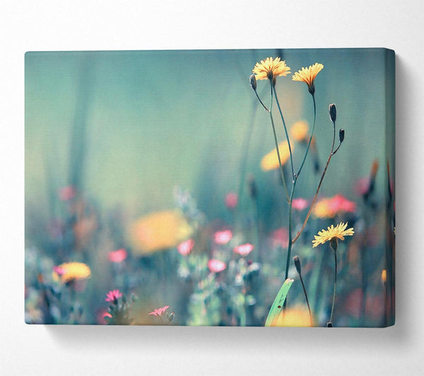 Dandelion Garden