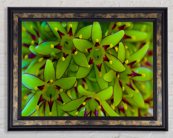 Eucomis Framed Print