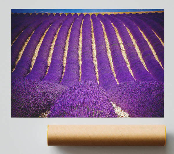 Lavender Field Giclee Print