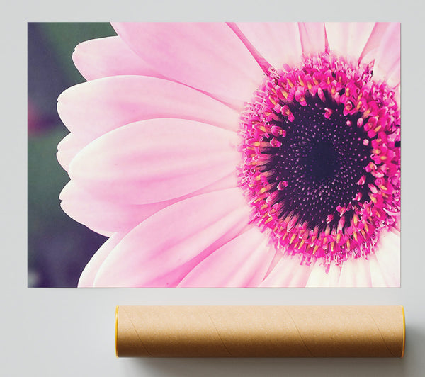 Pink Gerbera Daisy Centre Giclee Print