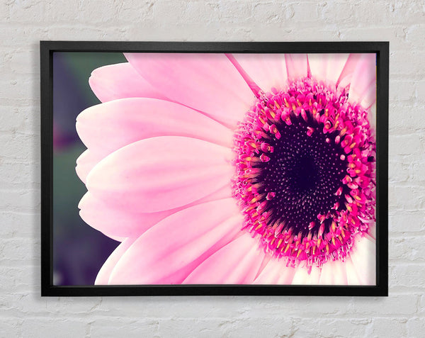 Rosa Gerbera Daisy Center