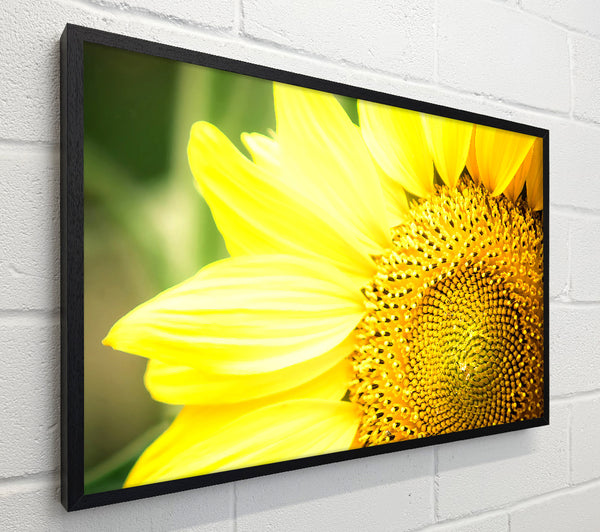 Sunflower Close-up