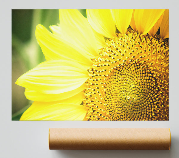 Sunflower Close-Up Giclee Print