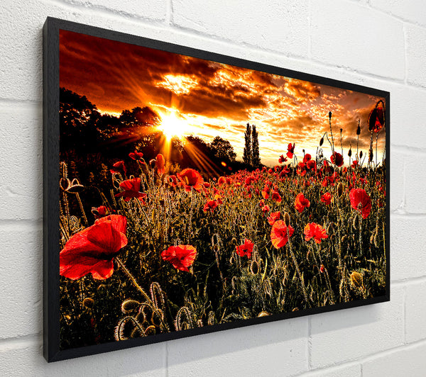 Red Poppy Field At Sunset