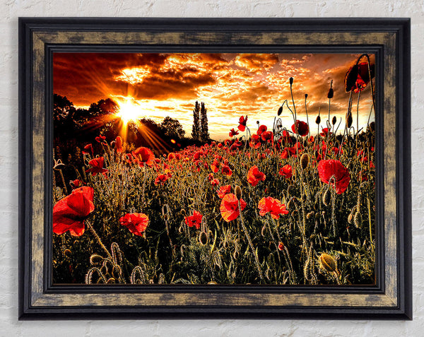 Red Poppy Field At Sunset Framed Print