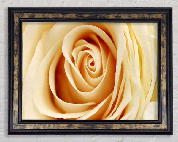 Delicate Heart