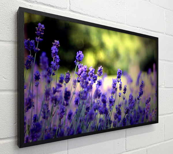 Beautiful Lavender Flowers