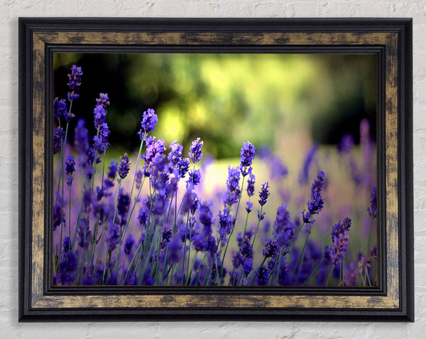 Beautiful Lavender Flowers Framed Print
