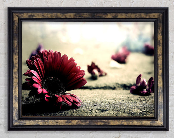 Missing Petals Framed Print