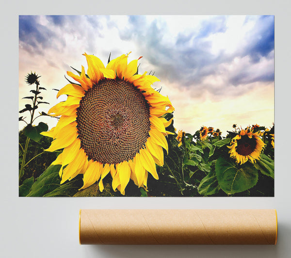 Sunflower Close Up In The Sky Giclee Print