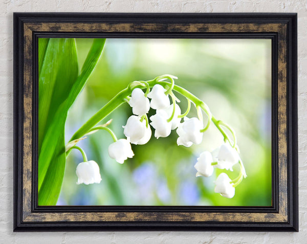 Lily Of The Valley Framed Print