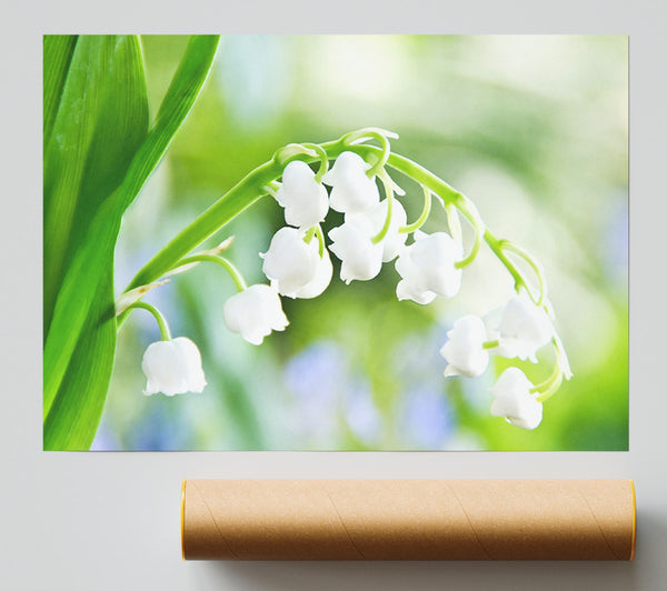 Lily Of The Valley Print
