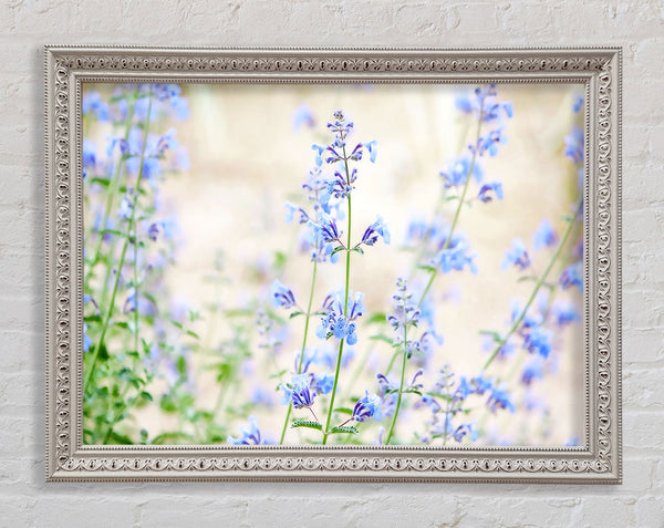 Blaue kleine Blumen