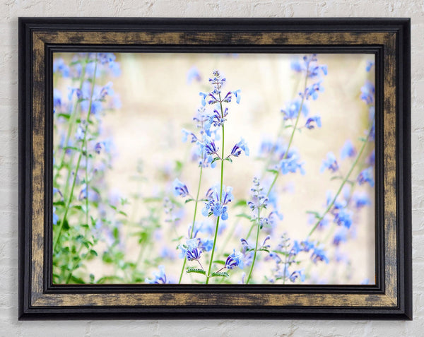 Blue Small Flowers Framed Print