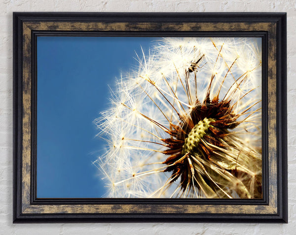 Dandelion Skies Framed Print