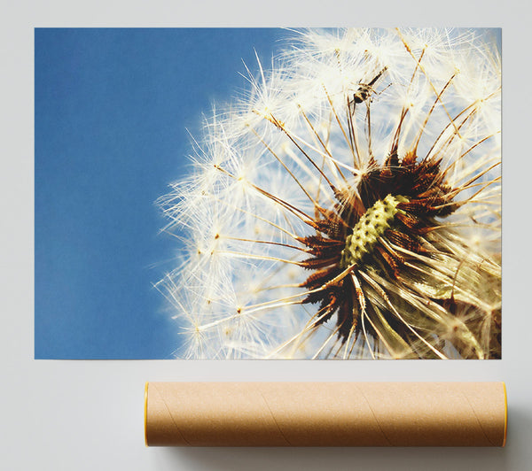 Dandelion Skies Print