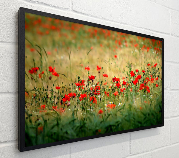 Poppies In The Field