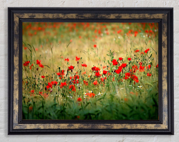 Poppies In The Field Framed Print