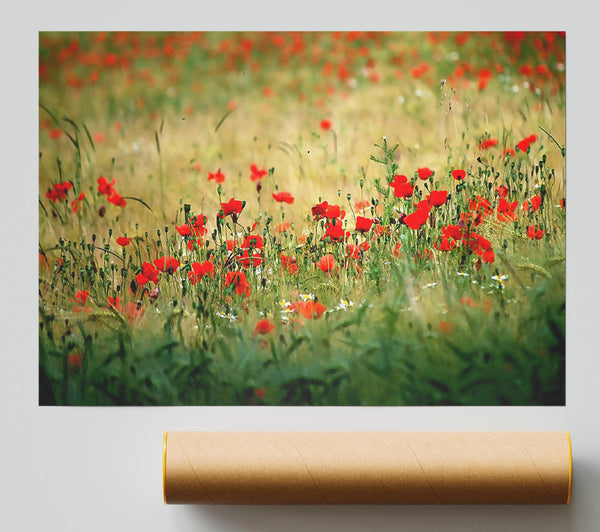 Poppies In The Field Print