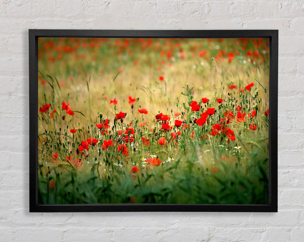 Mohnblumen auf dem Feld
