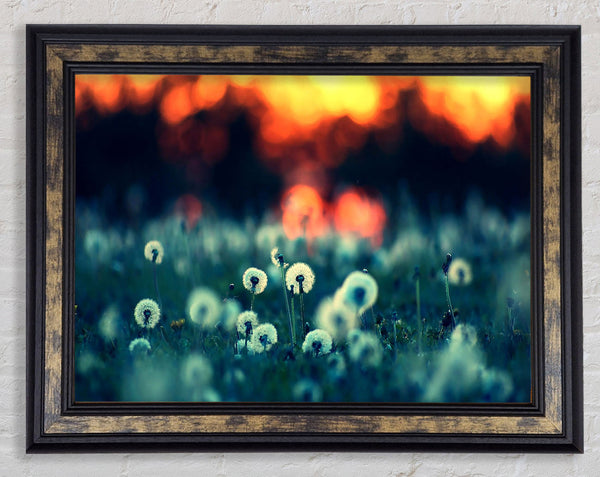 Dandelions At Sunset Framed Print