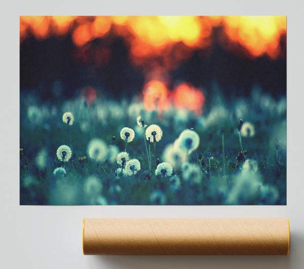 Dandelions At Sunset Print