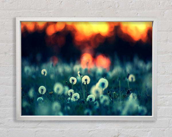 Dandelions At Sunset Framed Print