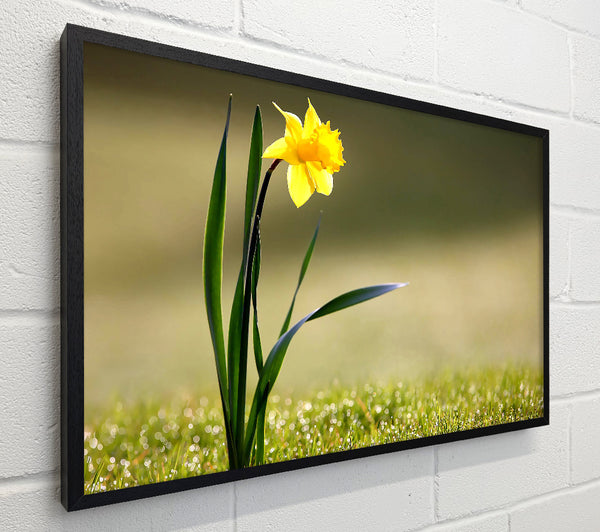 Single Daffodil