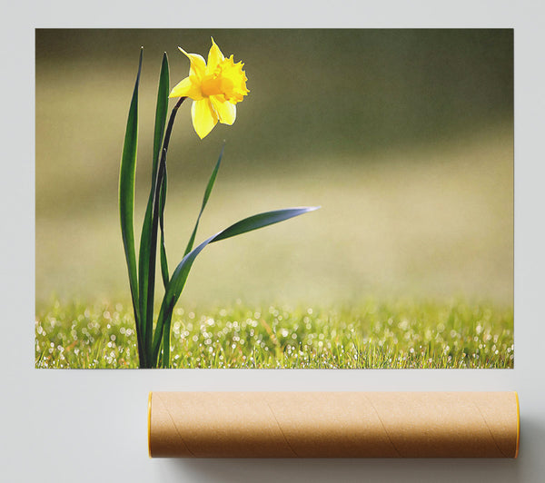 Single Daffodil Poster