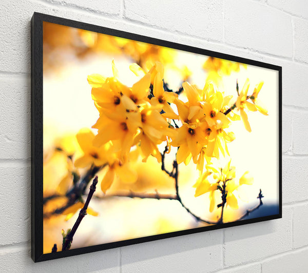 Yellow Tree Flower