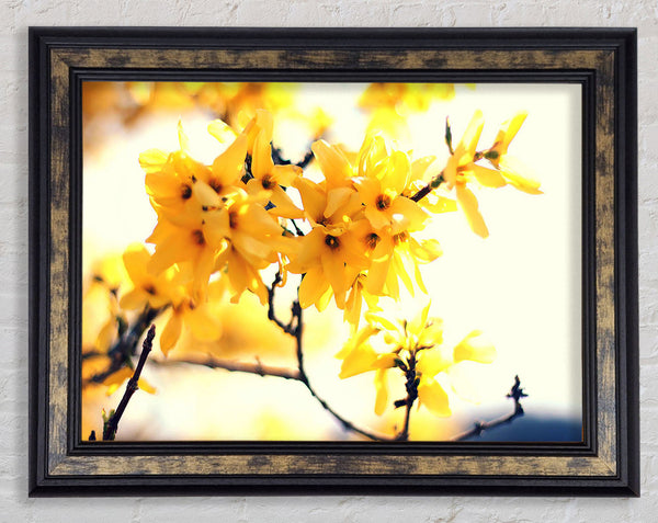 Yellow Tree Flower Framed Print