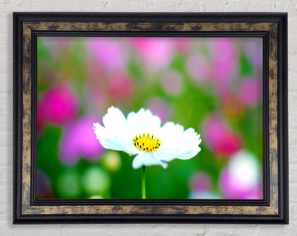 White Cosmos Framed Print