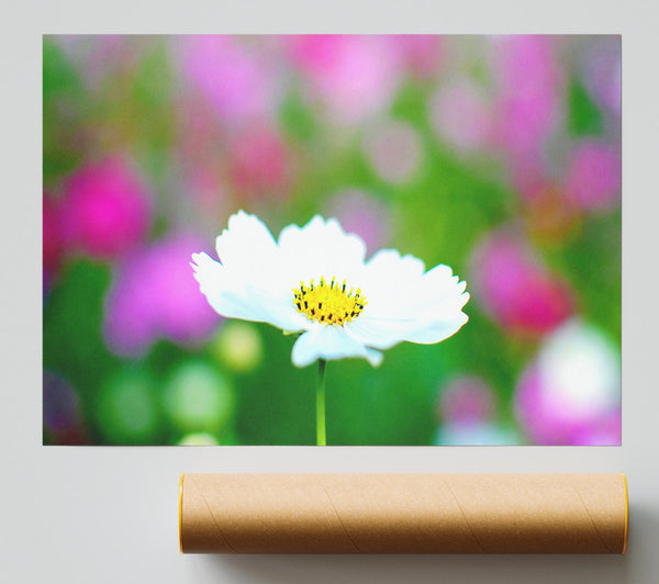 White Cosmos Poster