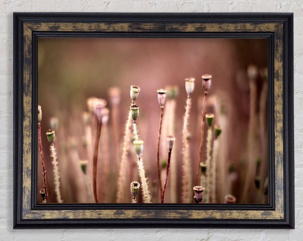 Poppy Pods Framed Print