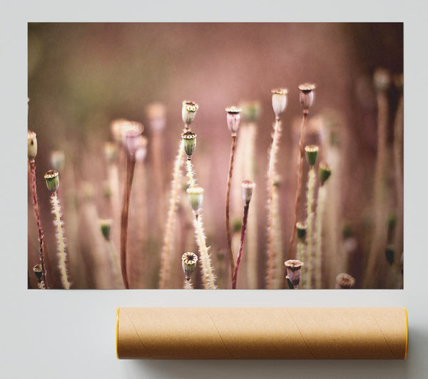 Poppy Pods Print