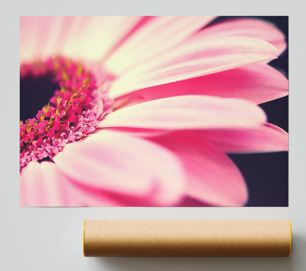 Gerbera Pink Petal Close-Up Poster