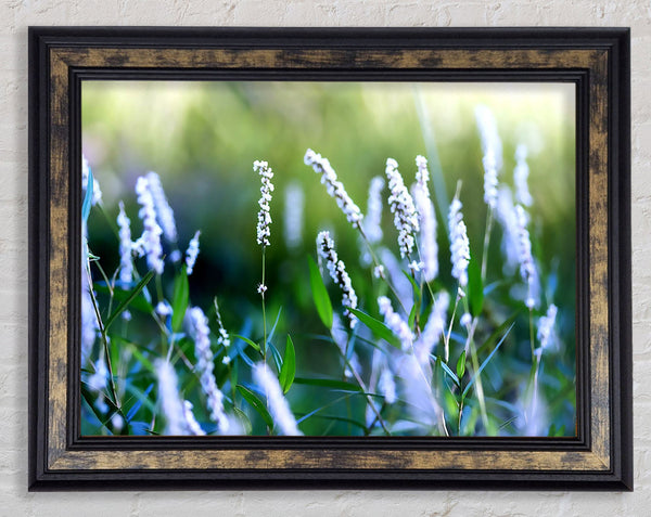 Bush Flowers Framed Print
