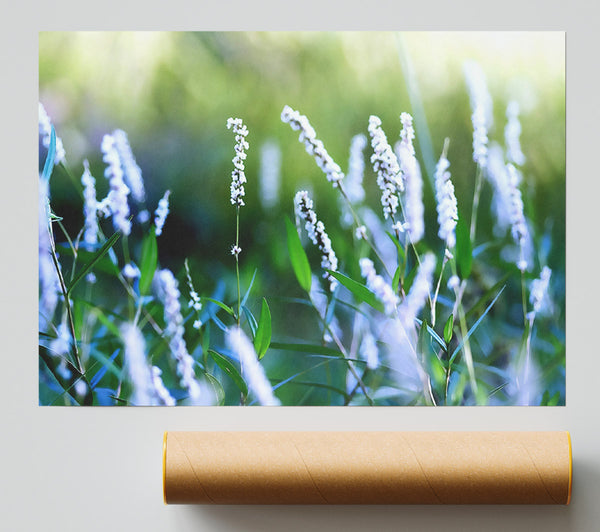 Bush Flowers Poster