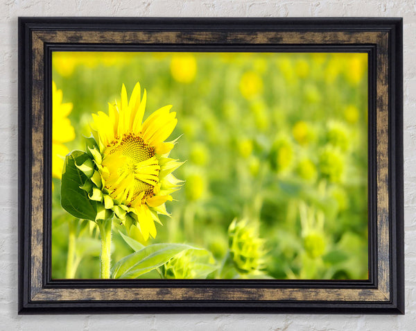 I Am Shy Framed Print