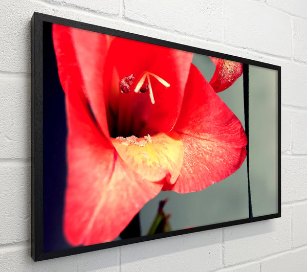 Three Petal red