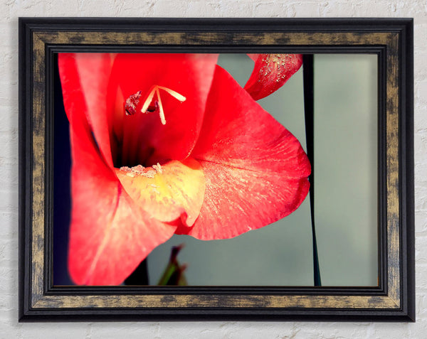 Three Petal red Framed Print