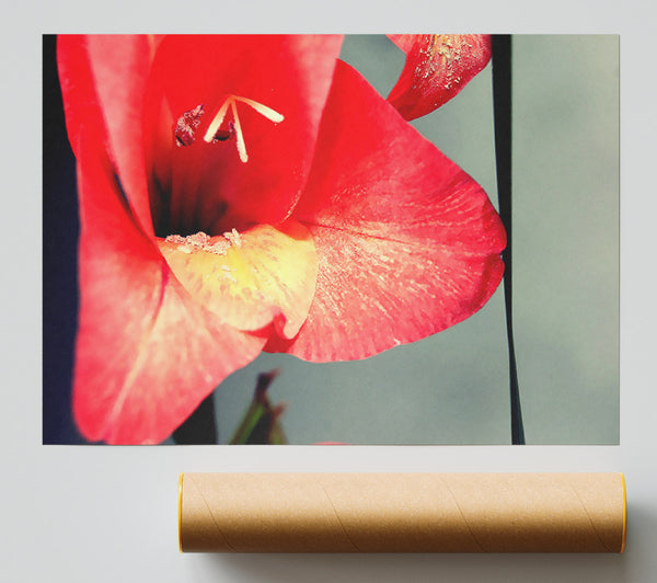 Three Petal Red Poster