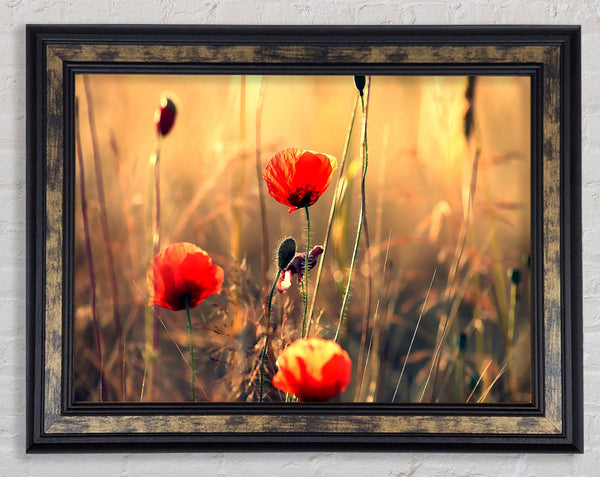 Red Poppy Sun Rays Framed Print
