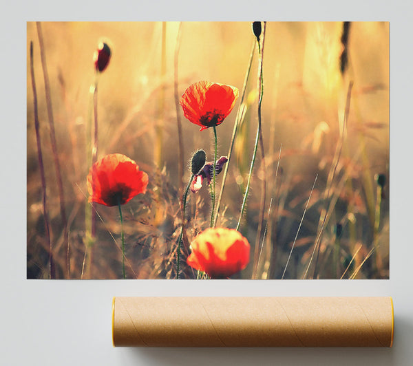Red Poppy Sun Rays Poster