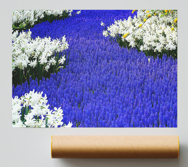 Grape Hyacinths And Daffodils Giclee Print