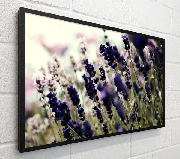 Lavender Flower Stems