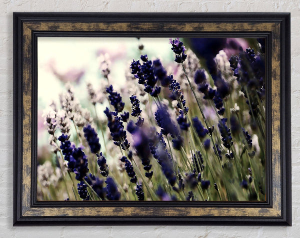 Lavender Flower Stems Framed Print